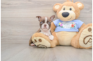 Friendly Boston Terrier Mix Pup