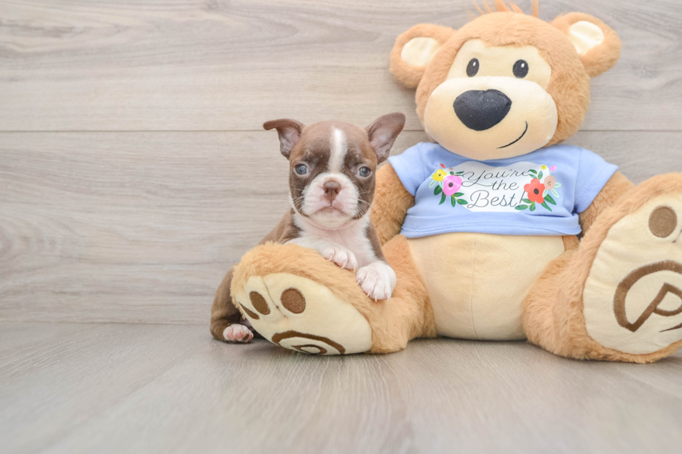 Friendly Boston Terrier Mix Pup