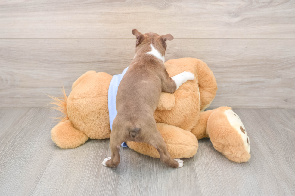 Small Boston Terrier Baby