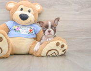 5 week old Boston Terrier Puppy For Sale - Florida Fur Babies
