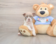 5 week old Boston Terrier Puppy For Sale - Florida Fur Babies
