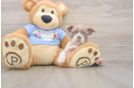 Hypoallergenic Boston Terrier Baby