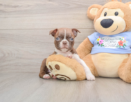7 week old Boston Terrier Puppy For Sale - Florida Fur Babies