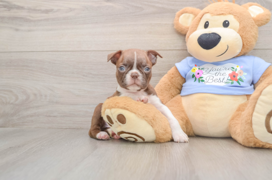 Boston Terrier Pup Being Cute
