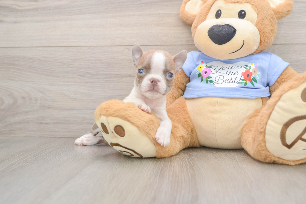 Best Boston Terrier Baby