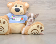 5 week old Boston Terrier Puppy For Sale - Florida Fur Babies