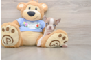 Fluffy Boston Bull Terrier Mix Puppy