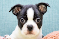 Boston Terrier Puppy For Sale - Florida Fur Babies