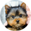 Yorkshire Terrier Puppy For Sale - Florida Fur Babies
