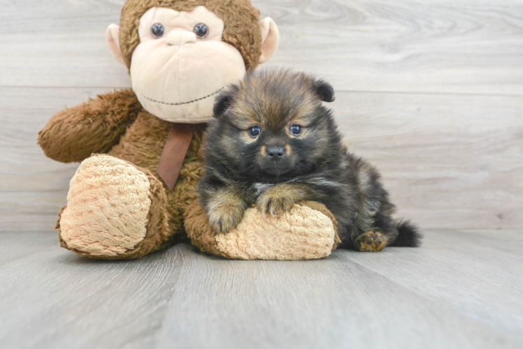 Meet Trinity - our Pomeranian Puppy Photo 1/3 - Florida Fur Babies