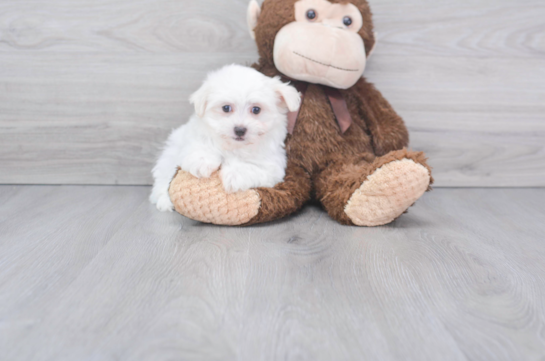 9 week old Maltese Puppy For Sale - Florida Fur Babies