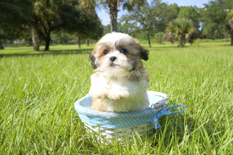 Meet Sofia - our Teddy Bear Puppy Photo 4/4 - Florida Fur Babies