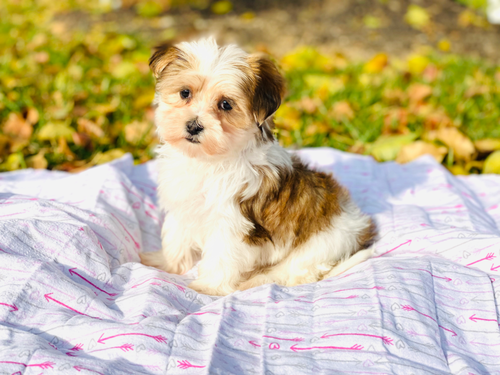 Meet Cookie - our Morkie Puppy Photo 3/4 - Florida Fur Babies