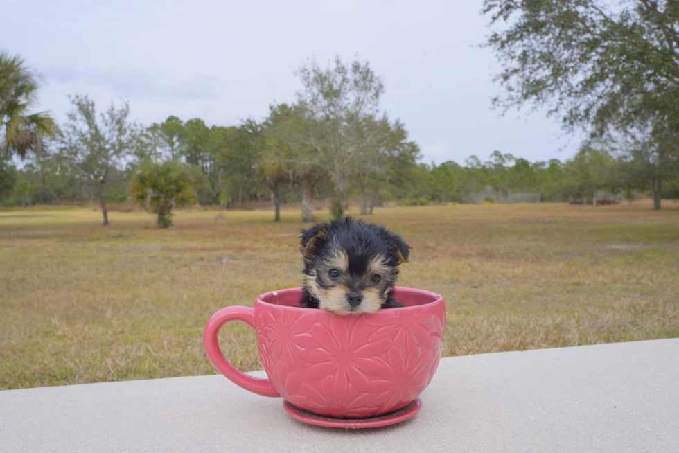 Meet Bravo - our Morkie Puppy Photo 2/4 - Florida Fur Babies