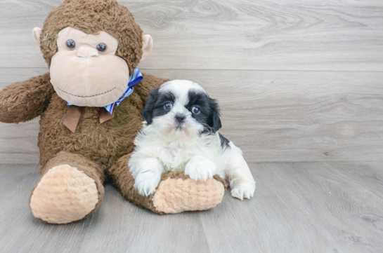 19 week old Shih Tzu Puppy For Sale - Florida Fur Babies