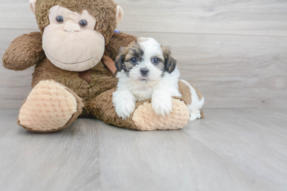 Meet Oreo - our Teddy Bear Puppy Photo 2/3 - Florida Fur Babies