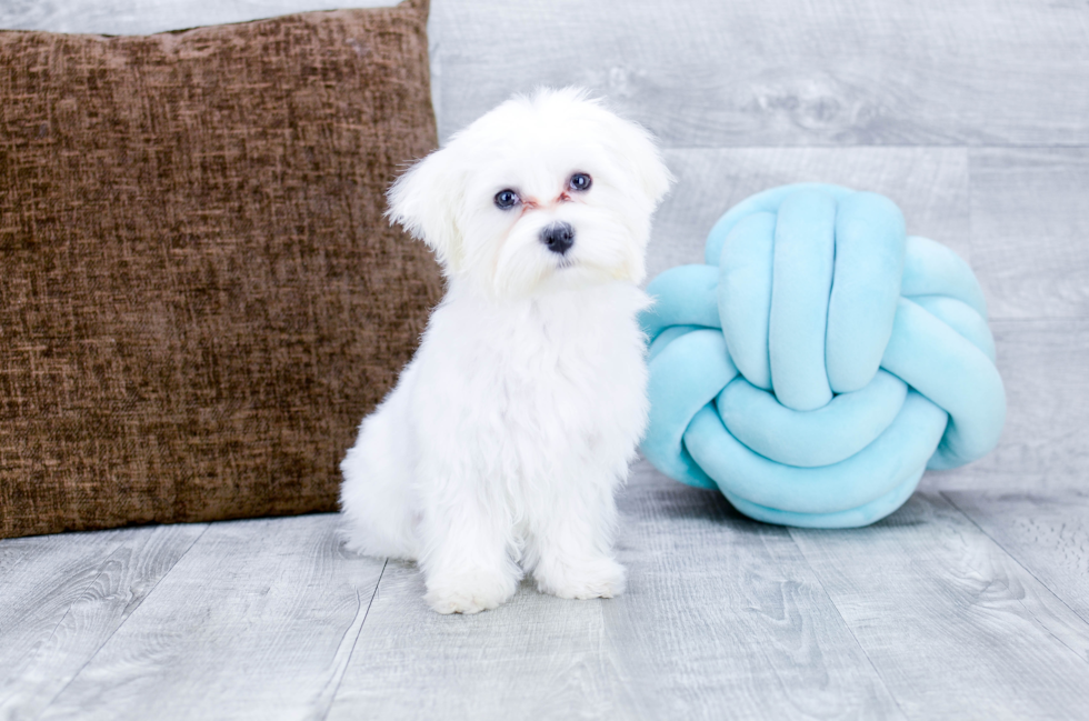 Meet Teddy - our Maltese Puppy Photo 1/5 - Florida Fur Babies