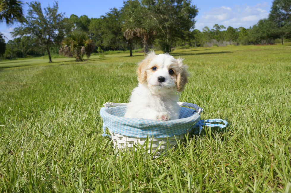 Meet Grace - our Cavachon Puppy Photo 2/3 - Florida Fur Babies
