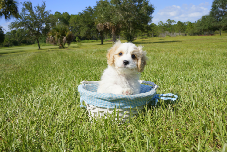 Meet Grace - our Cavachon Puppy Photo 2/3 - Florida Fur Babies