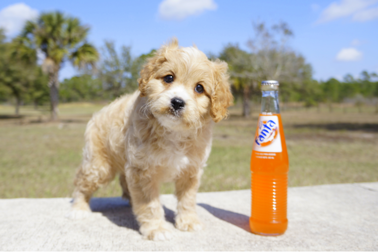 Meet Bentley - our Cavapoo Puppy Photo 1/4 - Florida Fur Babies