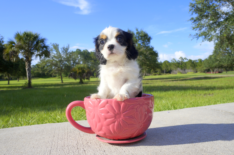 Meet Ethan - our Cavalier King Charles Spaniel Puppy Photo 4/4 - Florida Fur Babies