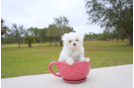 Meet  Paisley - our Maltese Puppy Photo 1/2 - Florida Fur Babies