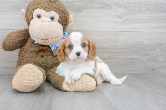 19 week old Cavalier King Charles Spaniel Puppy For Sale - Florida Fur Babies