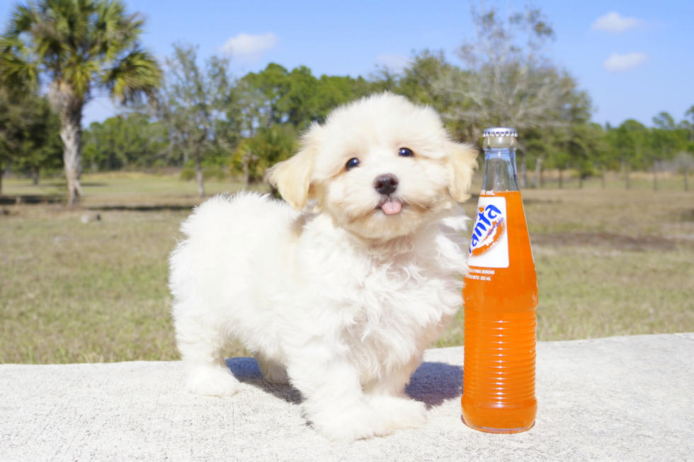 Meet Honey Dew - our Maltipoo Puppy Photo 5/5 - Florida Fur Babies