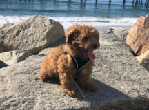 Poodle Being Cute Poodle Being Cute