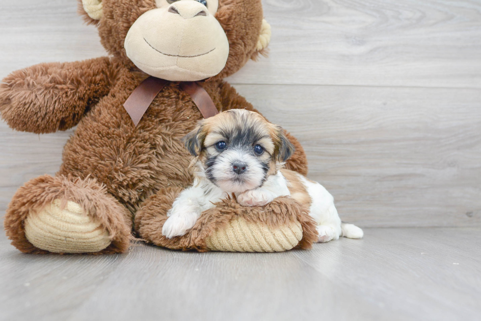 Meet Leah - our Teddy Bear Puppy Photo 1/3 - Florida Fur Babies