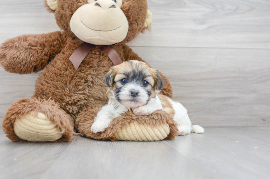 16 week old Teddy Bear Puppy For Sale - Florida Fur Babies