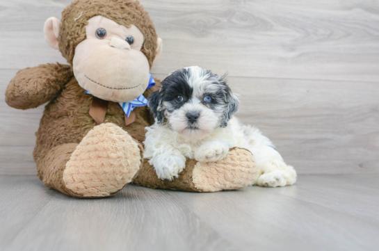 15 week old Shih Poo Puppy For Sale - Florida Fur Babies