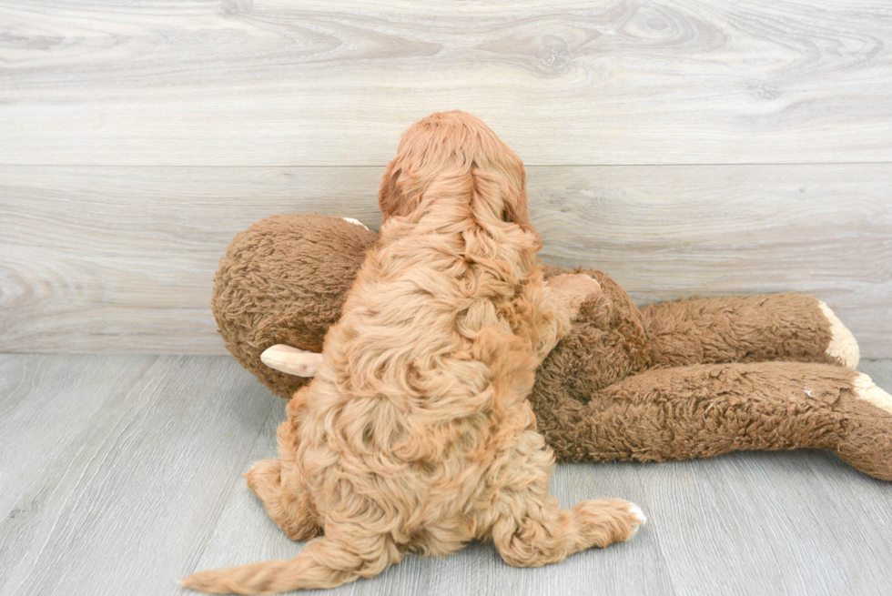 Meet Rover - our Mini Goldendoodle Puppy Photo 3/3 - Florida Fur Babies