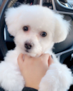 Cute Bichon Frise Purebred Pup