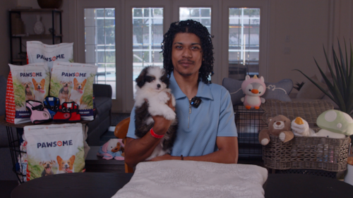 Florida Fur Babies If you’re searching for Shih Pom puppies in Florida, here’s why this tiny mix has such a big fan club  Trending Video