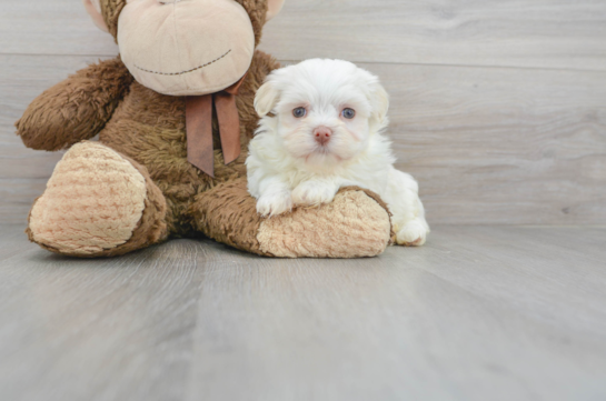 12 week old Havanese Puppy For Sale - Florida Fur Babies