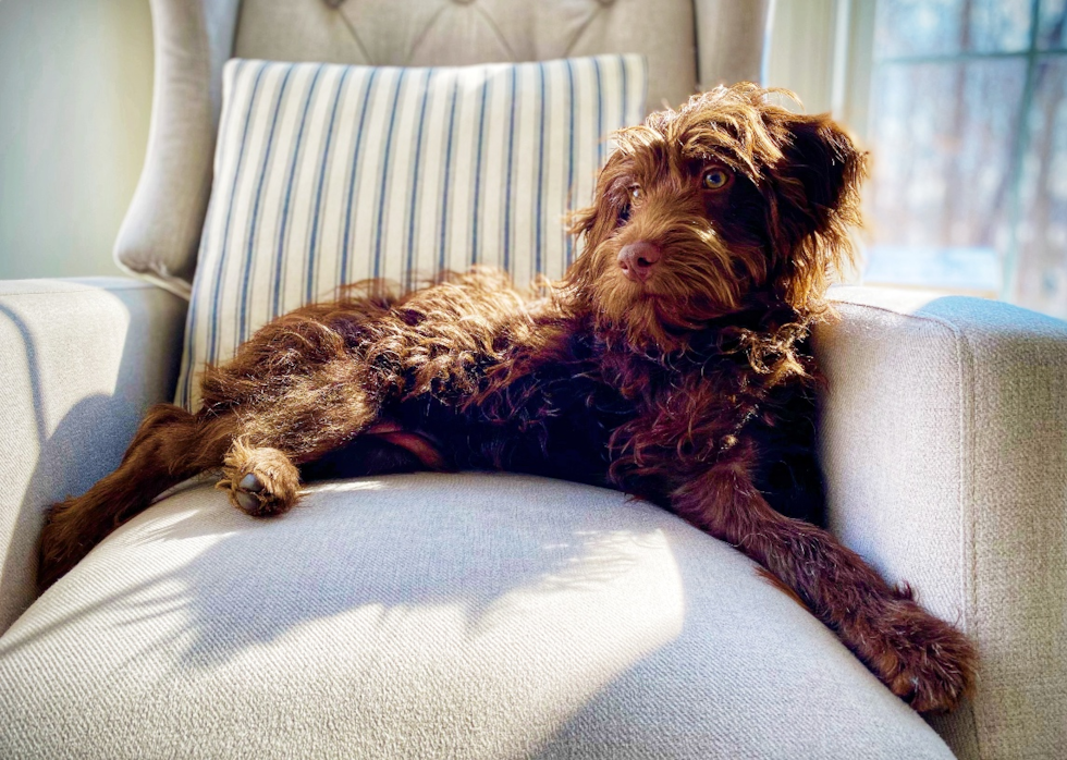 Cute Mini Labradoodle Pup