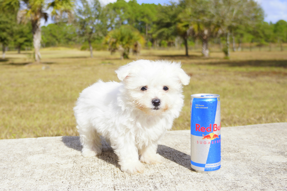 Meet Aspen - our Maltese Puppy Photo 1/2 - Florida Fur Babies