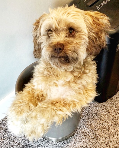 Cute Mini Labradoodle Pup