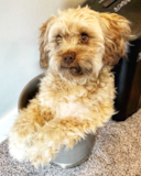 Cute Mini Labradoodle Pup Cute Mini Labradoodle Pup