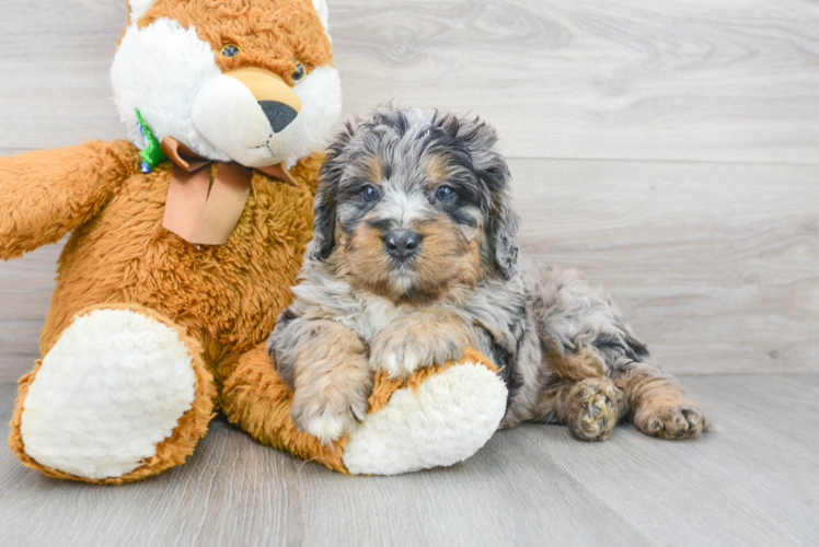 Meet Sorrento - our Mini Bernedoodle Puppy Photo 1/3 - Florida Fur Babies