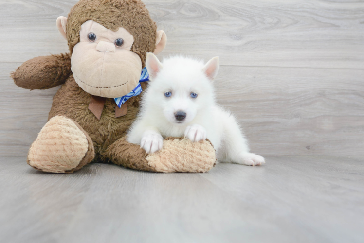 Meet Summer - our Pomsky Puppy Photo 1/3 - Florida Fur Babies