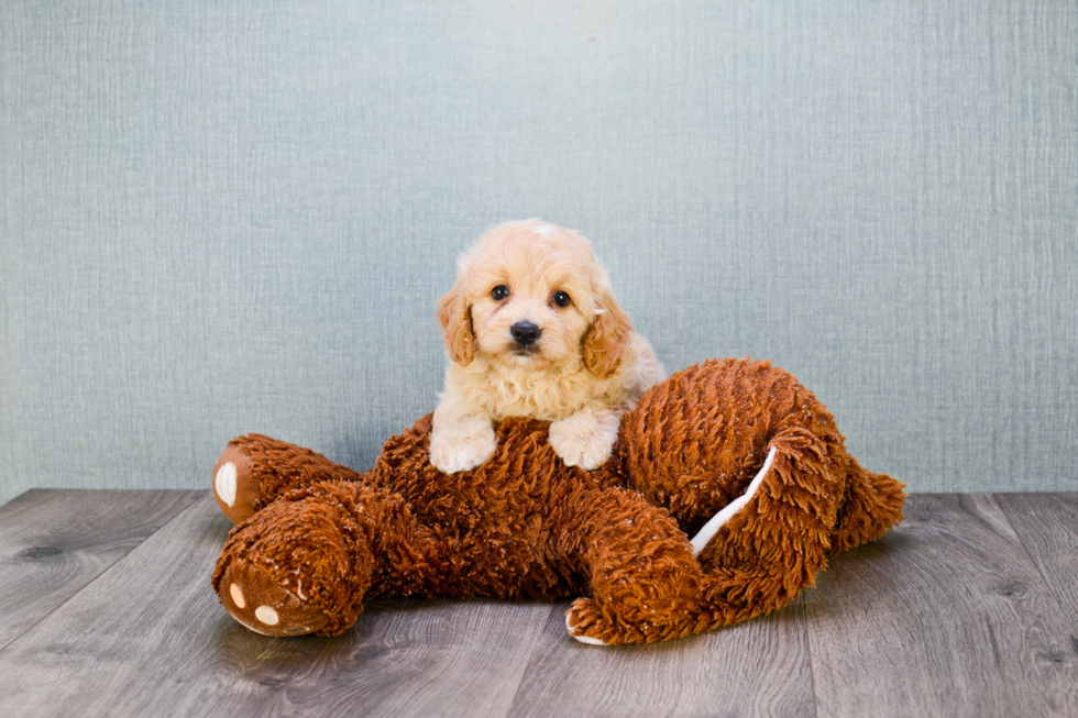 Meet Charlotte - our Mini Goldendoodle Puppy Photo 6/6 - Florida Fur Babies