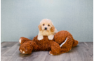Meet Charlotte - our Mini Goldendoodle Puppy Photo 6/6 - Florida Fur Babies