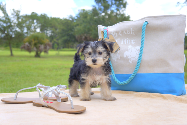 Meet Laura - our Morkie Puppy Photo 1/4 - Florida Fur Babies