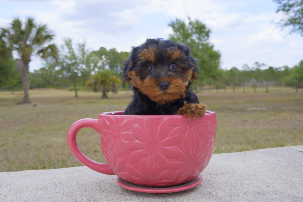 Meet Claire - our Yorkie Poo Puppy Photo 2/6 - Florida Fur Babies