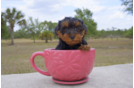 Meet Claire - our Yorkie Poo Puppy Photo 2/6 - Florida Fur Babies