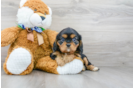 Meet Lilou - our Cavalier King Charles Spaniel Puppy Photo 2/3 - Florida Fur Babies