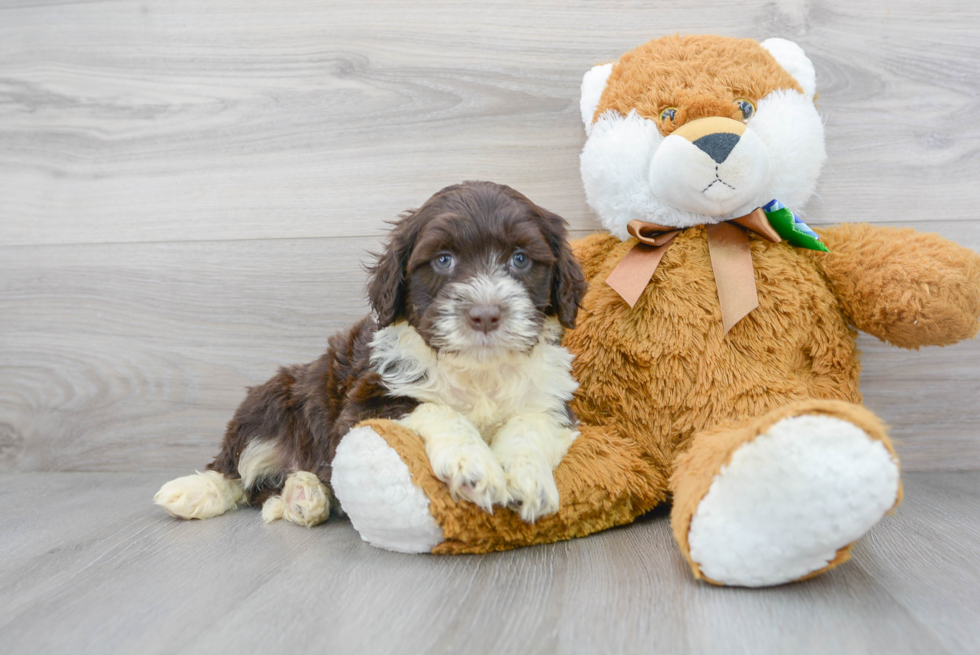 Meet Merlin - our Portuguese Water Dog Puppy Photo 2/3 - Florida Fur Babies