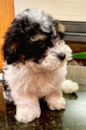 Puppy For Sale - Florida Fur Babies Puppy For Sale - Florida Fur Babies